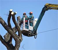 San Diego Tree Removal Services John White